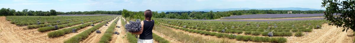 Récolte lavande Luberon