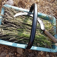 Cueillette de la lavande Cueillette de la lavande