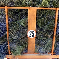 Moisson de la lavande en Provence Moisson de la lavande en Provence