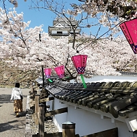 Hanami, fête des cerisiers en fleur au Japon Hanami, fête des cerisiers en fleur au Japon