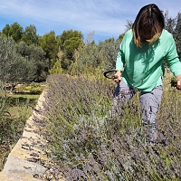 Récolte de lavande pour confectionner des fuseaux de lavande Récolte de lavande pour confectionner des fuseaux de lavande