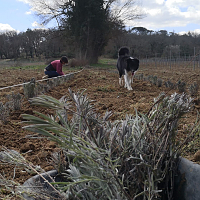 champ de lavandin champ de lavandin