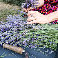 Fabrication des fuseaux de lavande Fabrication des fuseaux de lavande