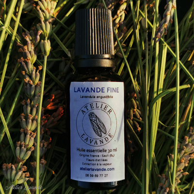 Lavande fine de Sault Lavande fine de Sault