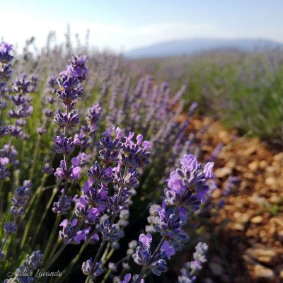 Lavande fine de Sault Lavande fine de Sault