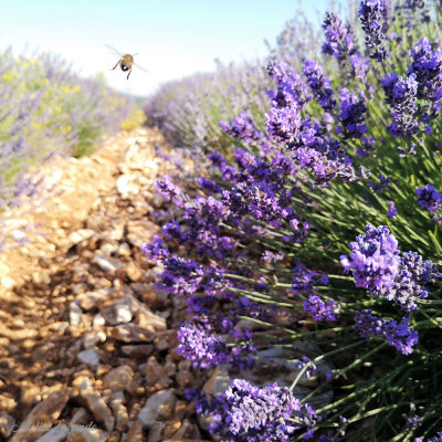 Lavande fine de Sault Lavande fine de Sault