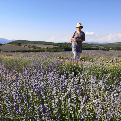 Lavande fine de Sault Lavande fine de Sault